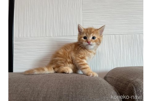 成約済の茨城県のスコティッシュフォールド-95124の3枚目